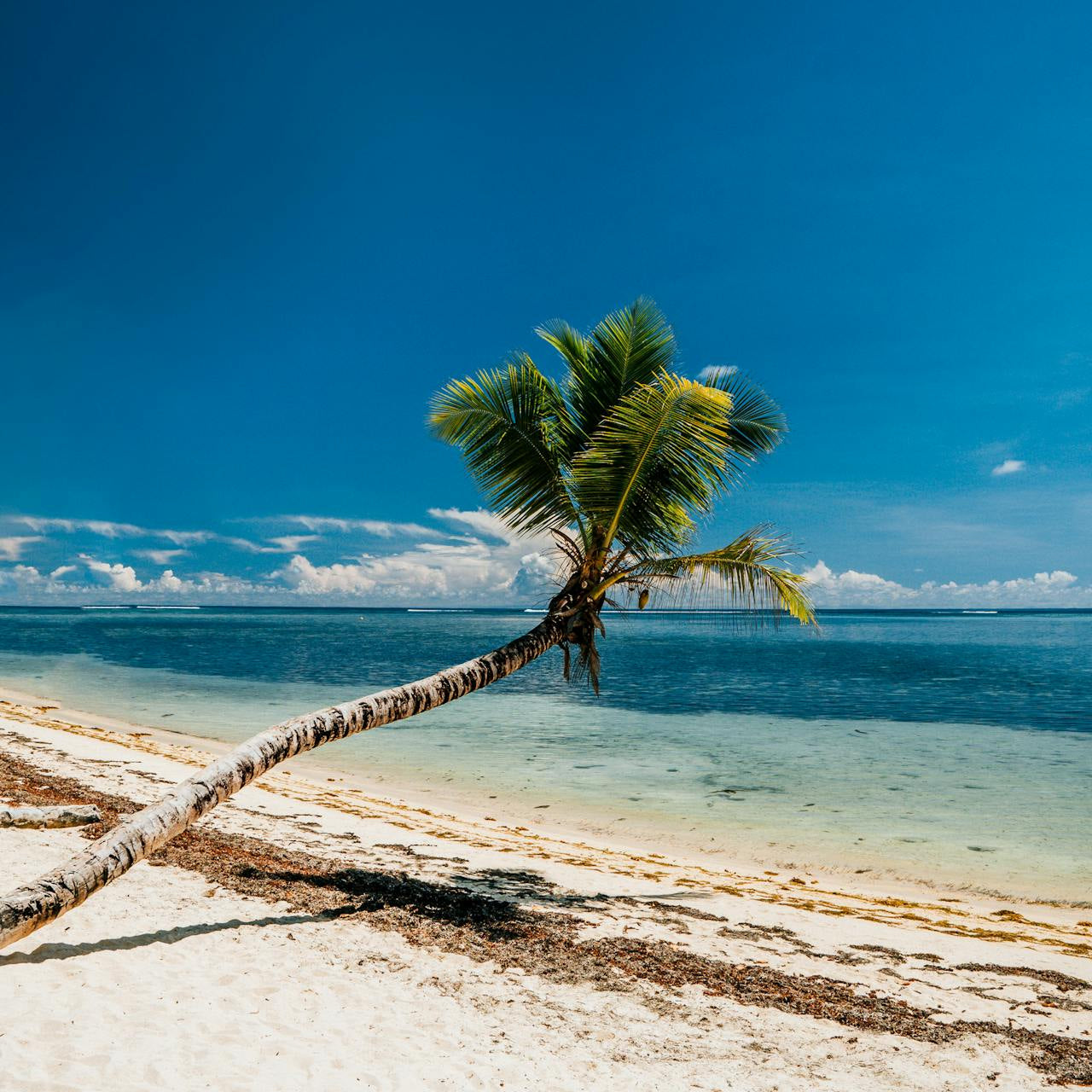 Palm tree in Sychelles